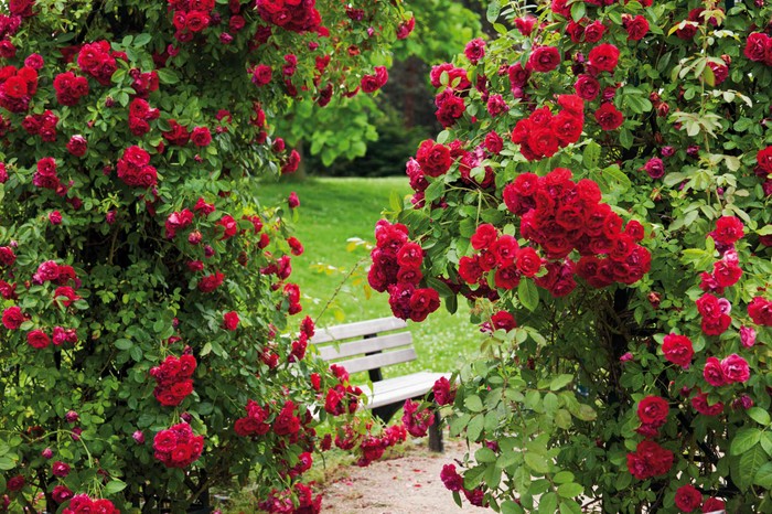 View of rose garden