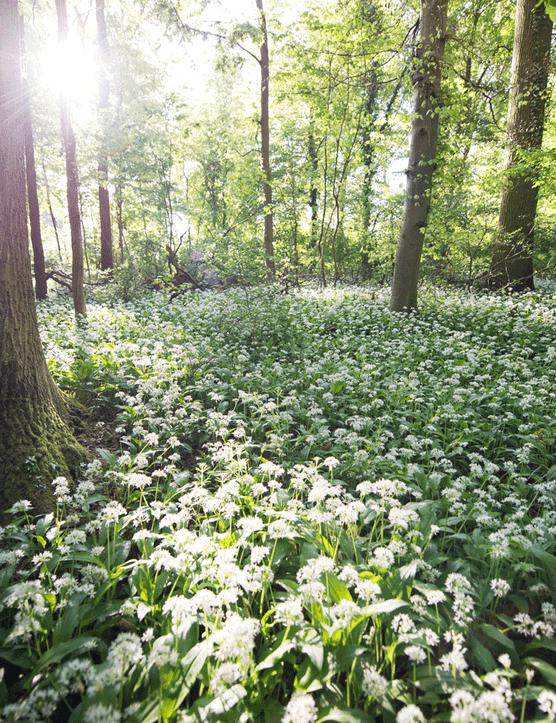 Forest of wild garlic